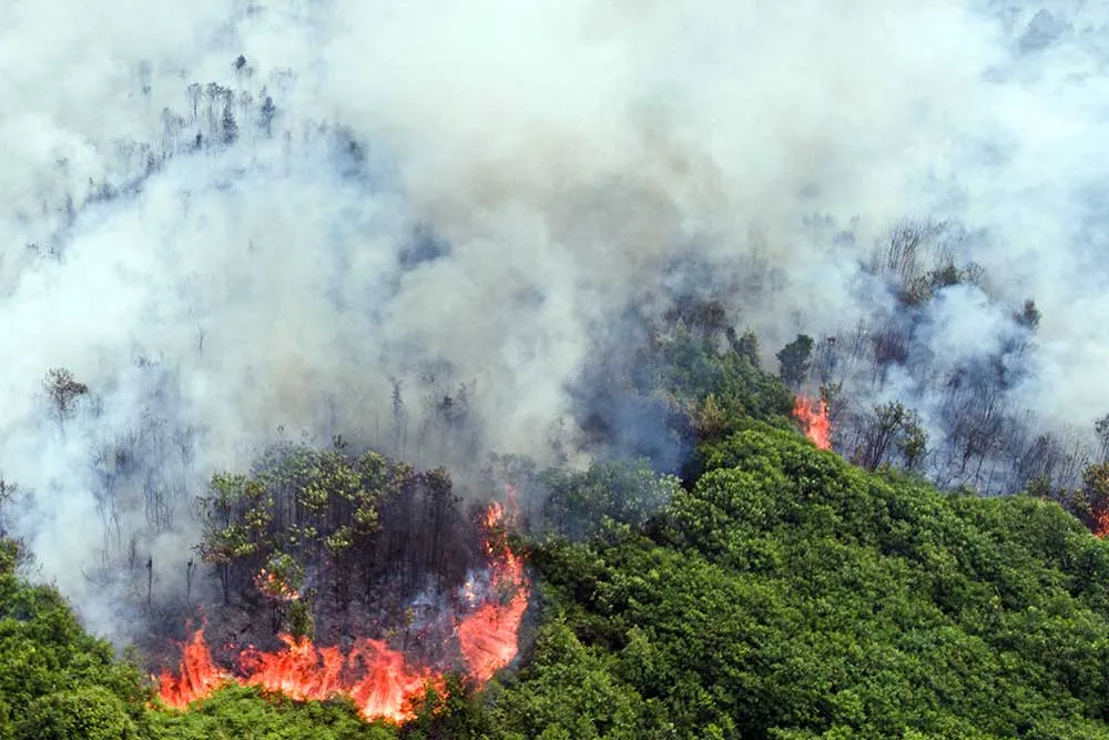Kebakaran Hutan Kecil Terjadi di Kalimantan, Pemadaman Cepat Dilakukan